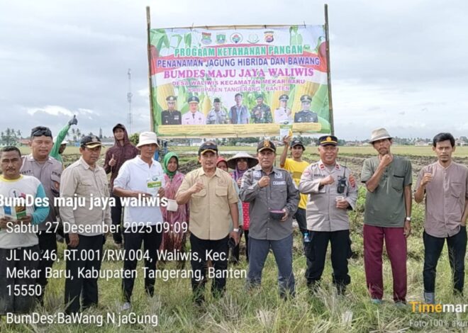 BUMDesa Maju Jaya Waliwis Kembangkan Ketahanan Pangan Lewat Jagung Hibrida dan Bawang
