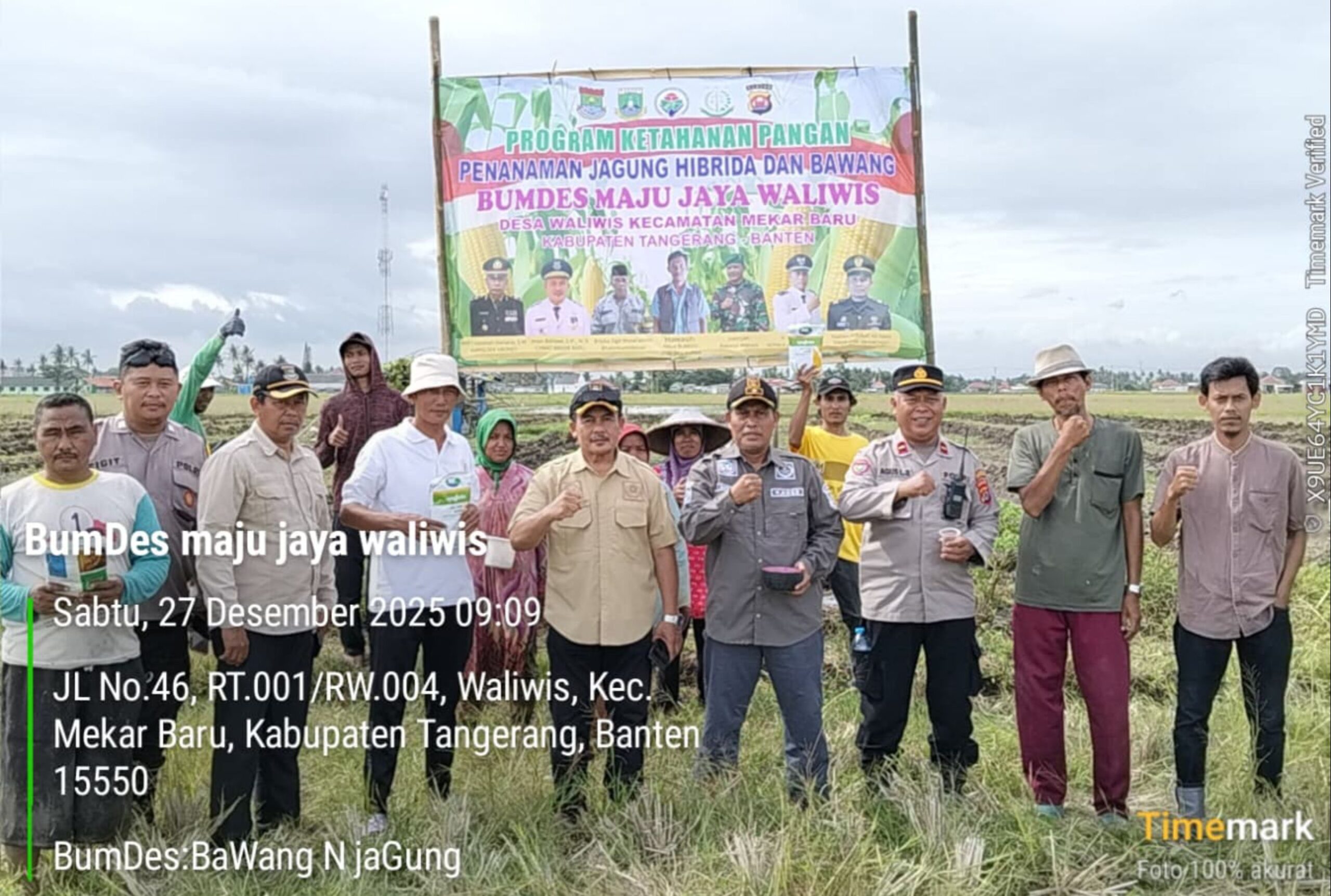 BUMDesa Maju Jaya Waliwis Kembangkan Ketahanan Pangan Lewat Jagung Hibrida dan Bawang